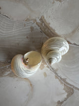 Large Shell Earrings