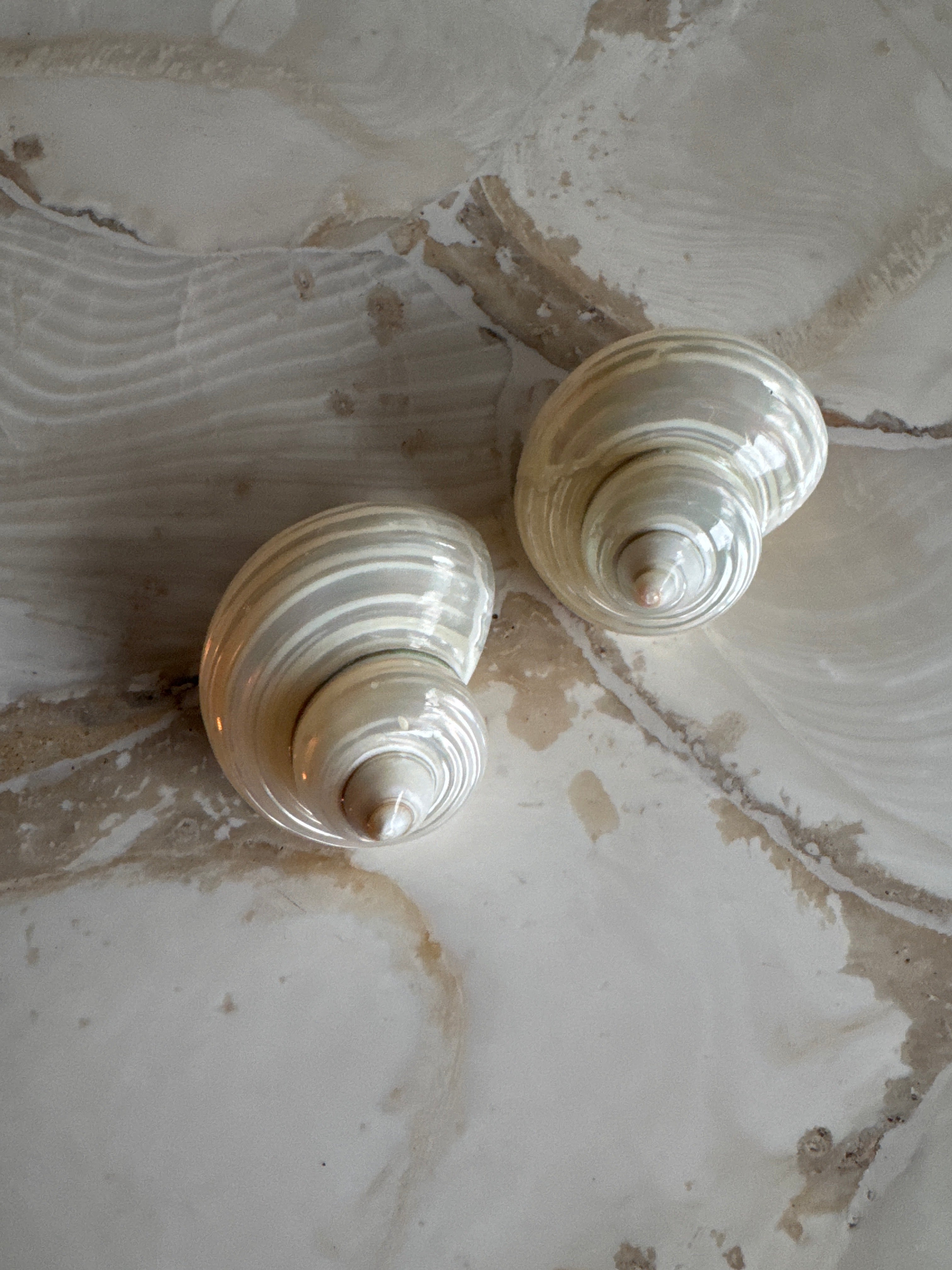 Large Shell Earrings